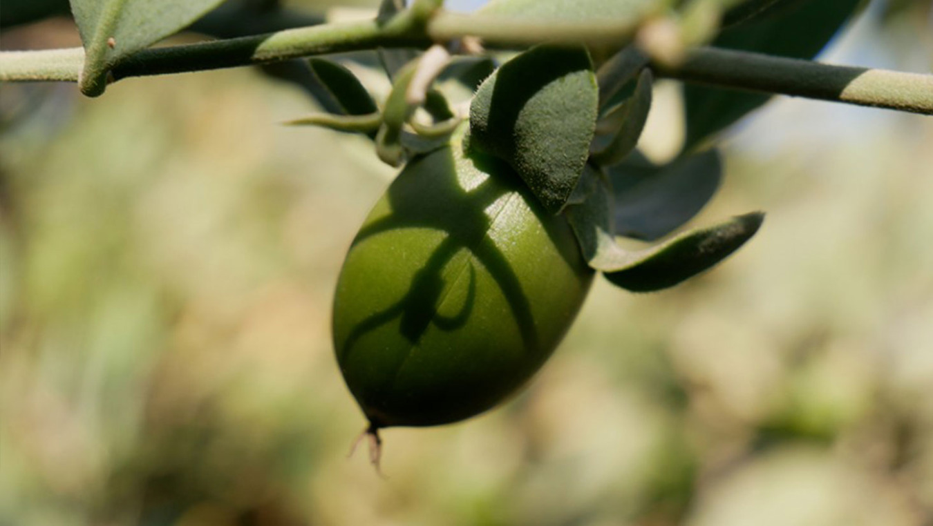 צמח החוחובה