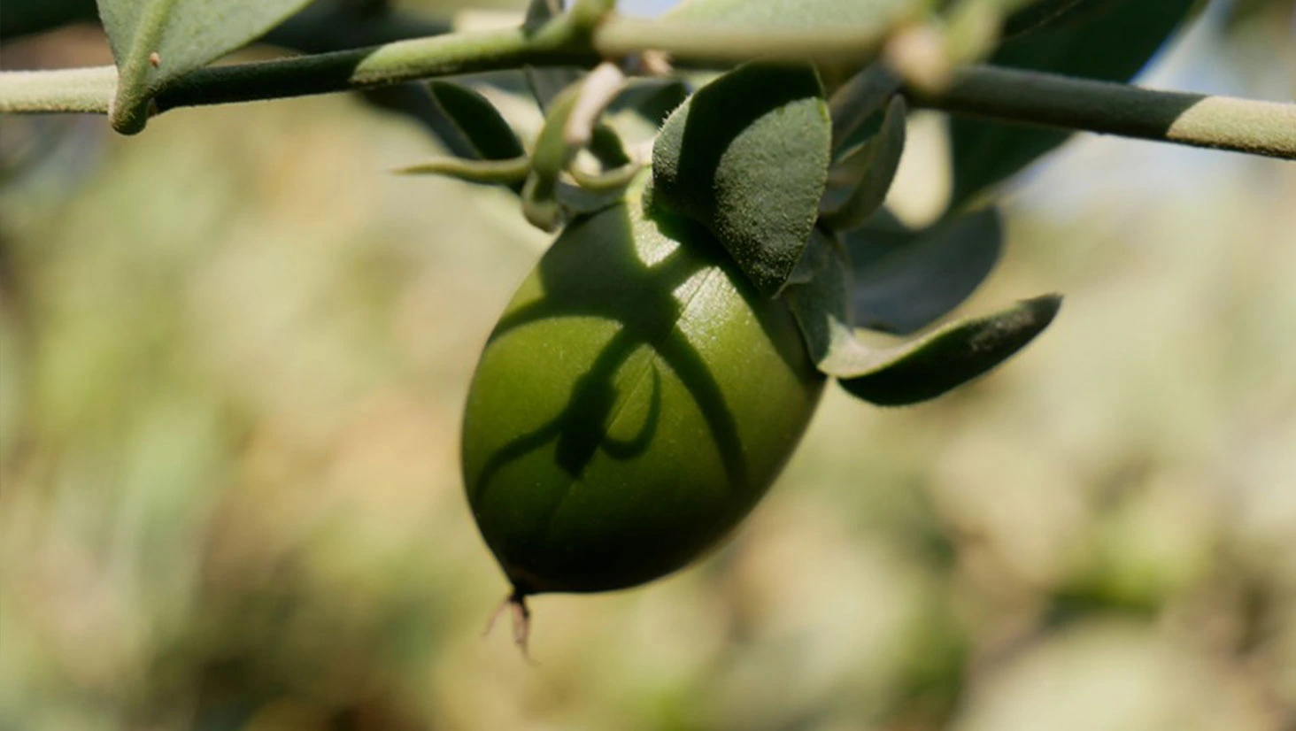 צמח החוחובה