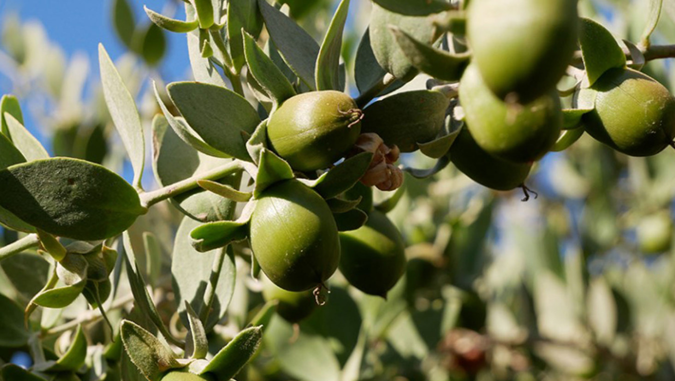 שמן חוחובה סגולות