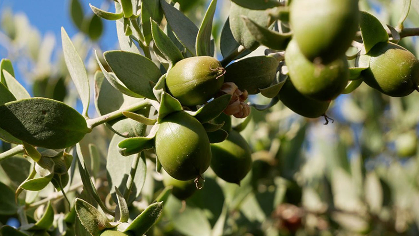 שמן חוחובה סגולות